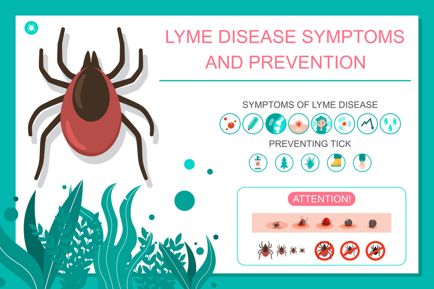 Vorbeugung von Symptomen von Zeckenstichen und Lyme-Borreliose